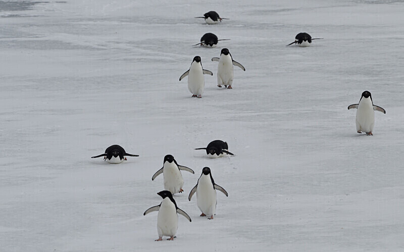 Adelie Penguins - Ushuaïa Malvinas South Georgia Antartica Peninsula