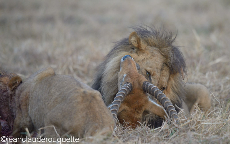 The kill - Kafue N.P. (Zambia2014)