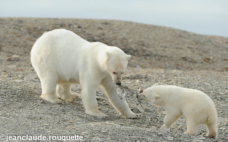 Mother is playing with her cub - North Canada 2012