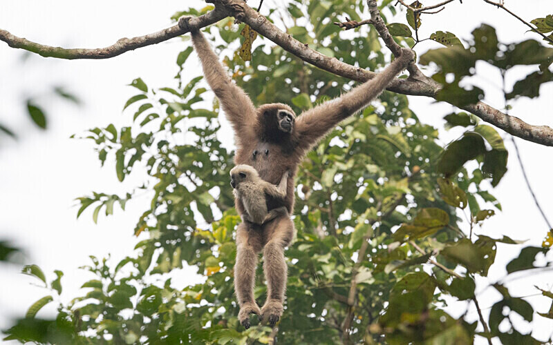 Hoolock Gibbon female with baby - Hollongapar wildlife sanctuary North East India 2025