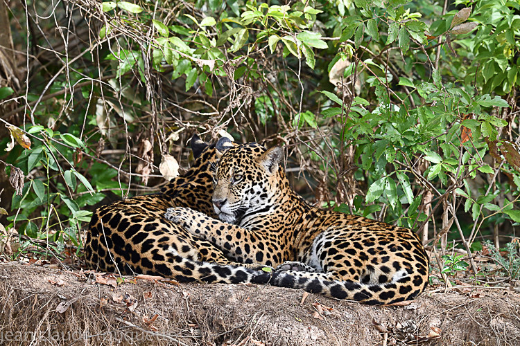  - Pantanal 2018 Porto Jofré