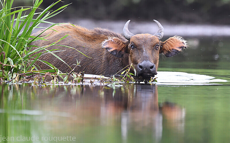 Forest buffalo - Odzala National Park (République du Congo (2019)