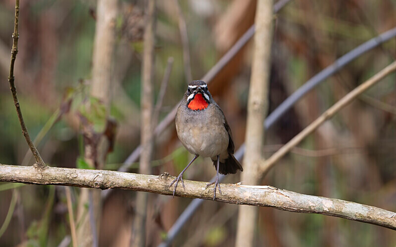 Siberian Ruby Throat - Manas National Park North East India 2025
