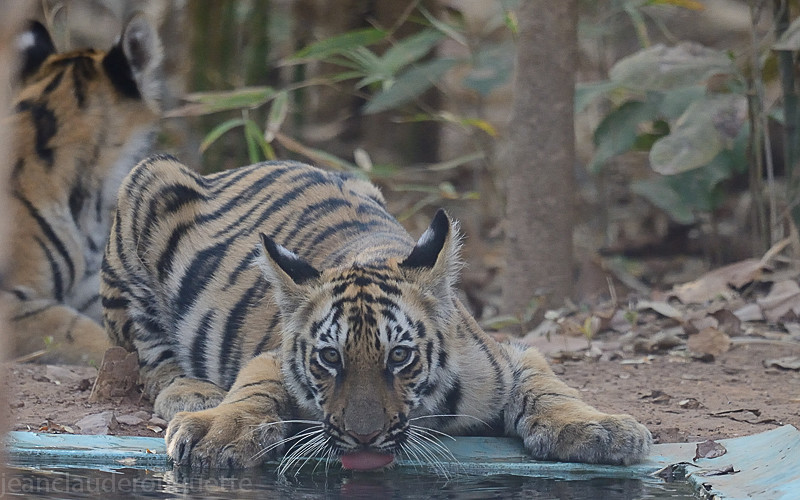  - Tadoba national park (India 2016)
