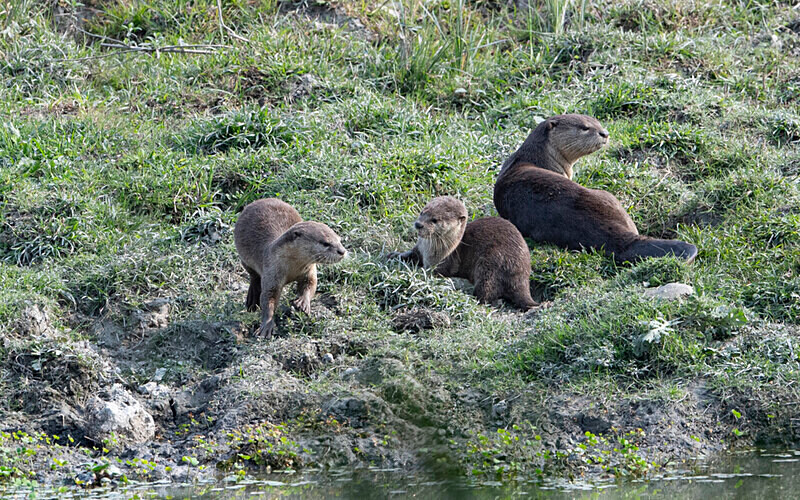Otters family - Kaziranga National Park Noth East India 2025