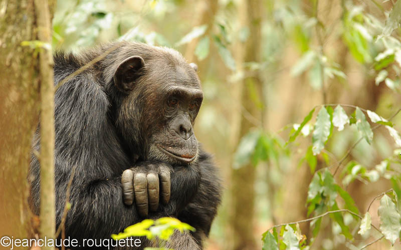 Spinoza or Descartes? - Kibale N.P. Uganda 2012