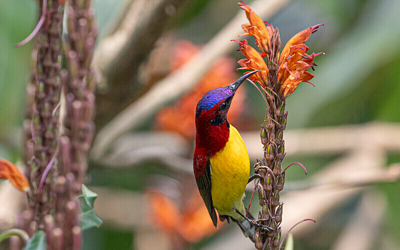 Mrs Gould's Sunbird - Latpanchar