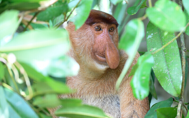 Probiscus monkey male - Sarawak (avril 2024) Borneo Malaisie