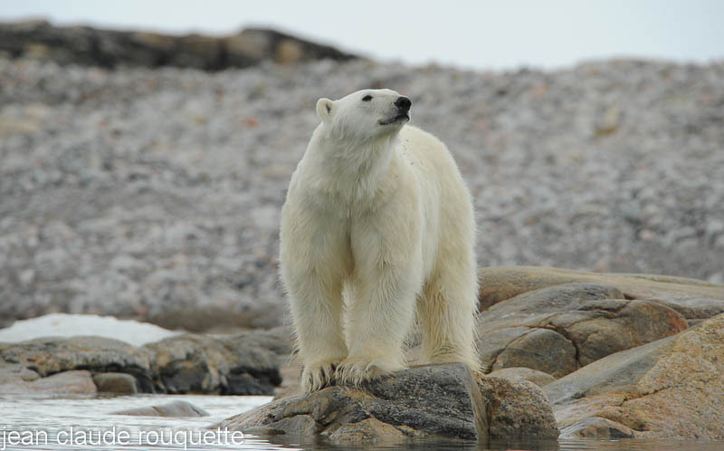 Very hungry polar bear. - Svalbard et Norvège 2011