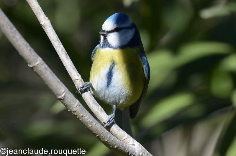 Mésange bleue. - Méditerranée/ Mediterranean