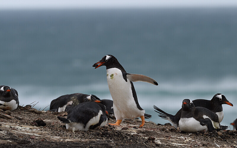  - Ushuaïa Malvinas South Georgia Antartica Peninsula