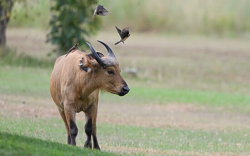 Forest buffalo - Parc national de La Lope (Gabon 2024)