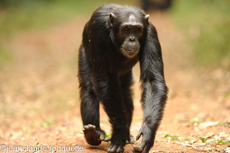 The chief is the first one!! - Kibale N.P. Uganda 2012