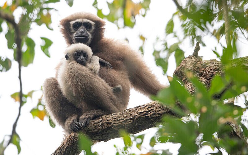 Hoolock Gibbon female with baby - Hollongapar wildlife sanctuary North East India 2025