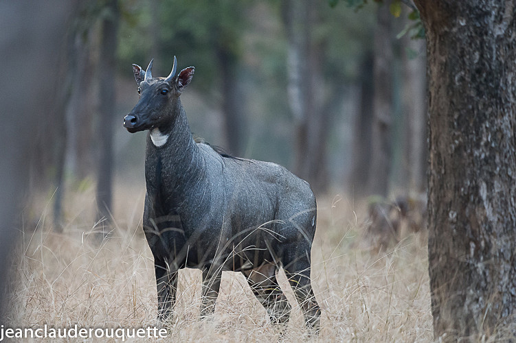 Male Nilgai - Pench national park (India 2016)