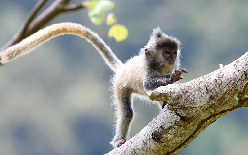 Silver leaf monkey - Sarawak (avril 2024) Borneo Malaisie