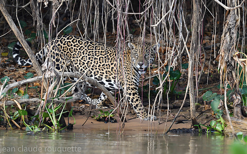  - Pantanal 2018 Porto Jofré