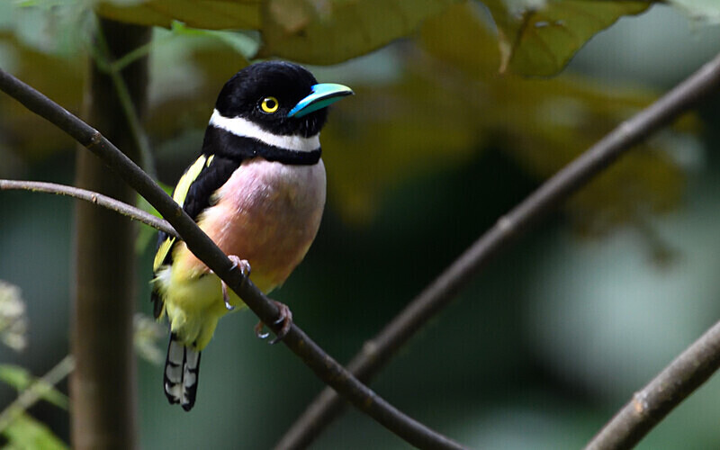 Deramakot wildlife reserve - Sabah avril 2024 Borneo Malaisie