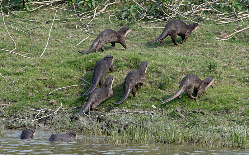 otters - Kaziranga National Park Noth East India 2025