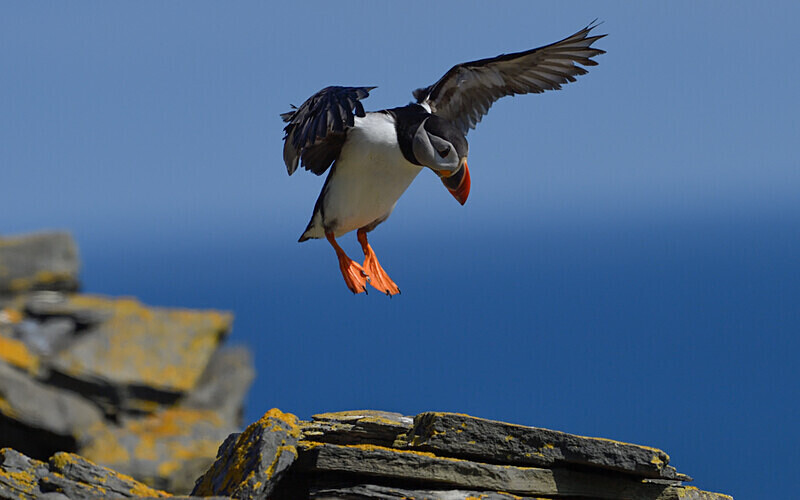 Nos - Shetlands and Cairngorn national park (Scotland)