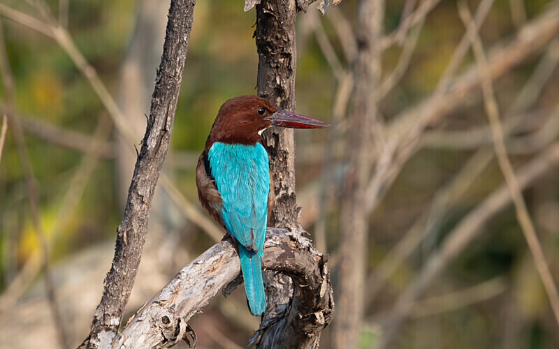White throated Kingfisher - Manas National Park North East India 2025