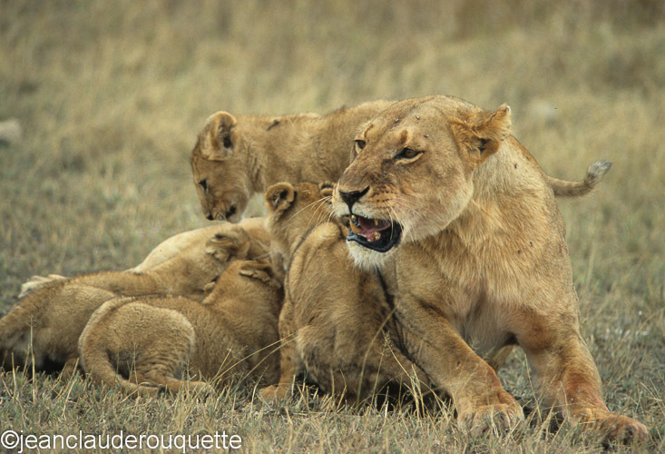 It's enough for the mother - Serengeti N.P. and N'gorongoro Tanzania 1998, 2005 and 2006