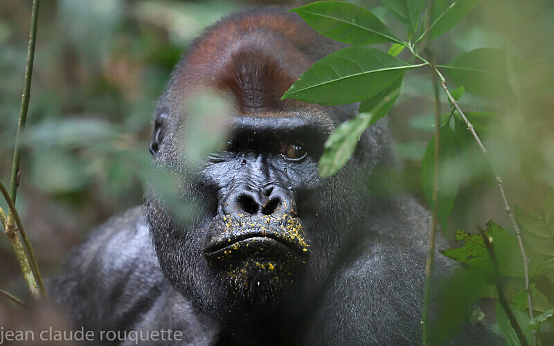  - Dzanga Sangha National Park (République Centrafricaine) 2019