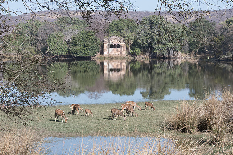  - Ranthambhore 2017
