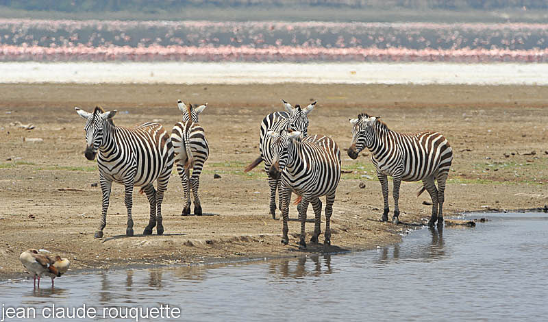 Zebras and one million of flamingos background - Lake nakuru national park ( Kenya 2009)