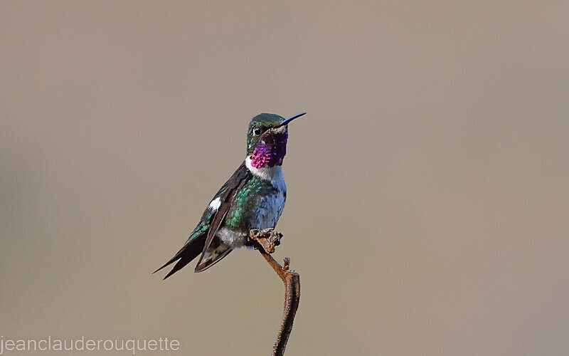 White-Bellied Woodstar Male - Huembo lodge  2022 Colibris du Pérou