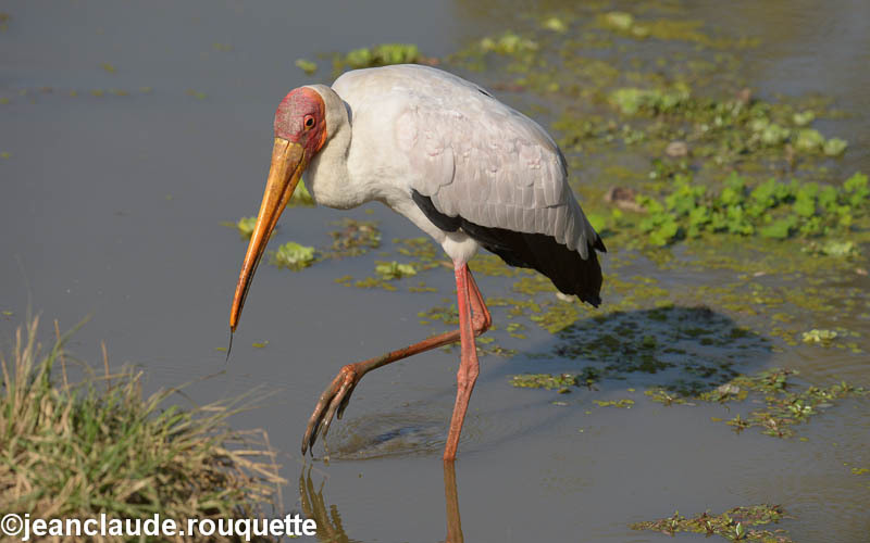 Yellow- billed Stork - South Luangwa 2014 (Zambia)