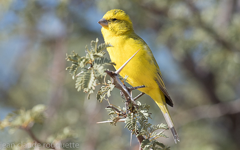 Yellow canary - Kgalagadi transfrontier park (2017)