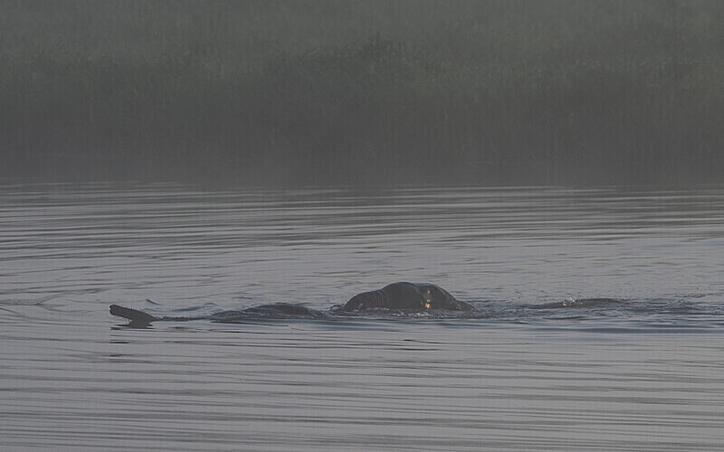 Elephant's couple in love - Loango national park (Gabon 2024)