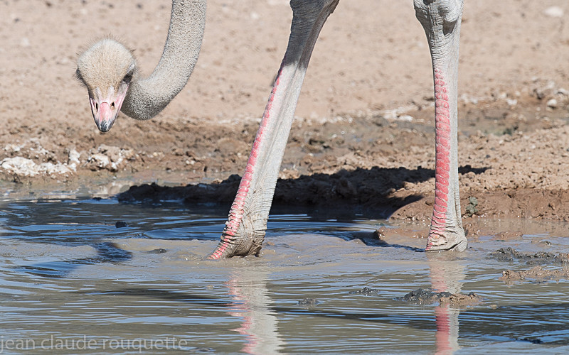  - Kgalagadi transfrontier park (2017)