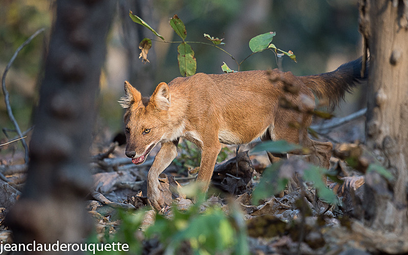 Dhole - Pench national park (India 2016)
