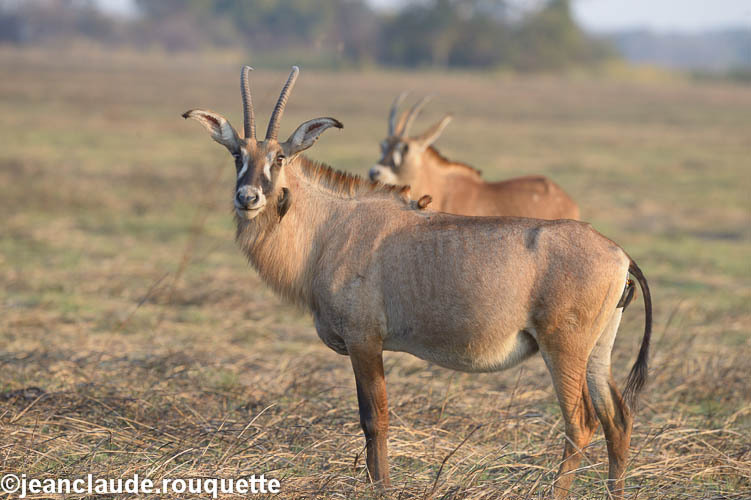 Roan antelopes - Kafue N.P. (Zambia2014)