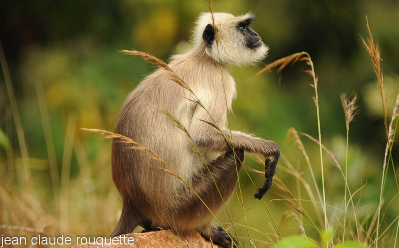 Langur dreaming. - Kanha NP and Bandhavgarh (India 2010)