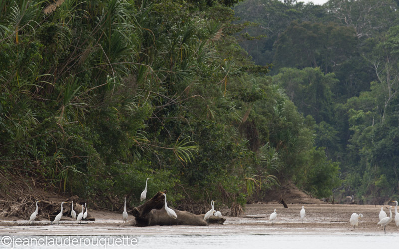 Great Egret - Manu national park (Peru 2015)