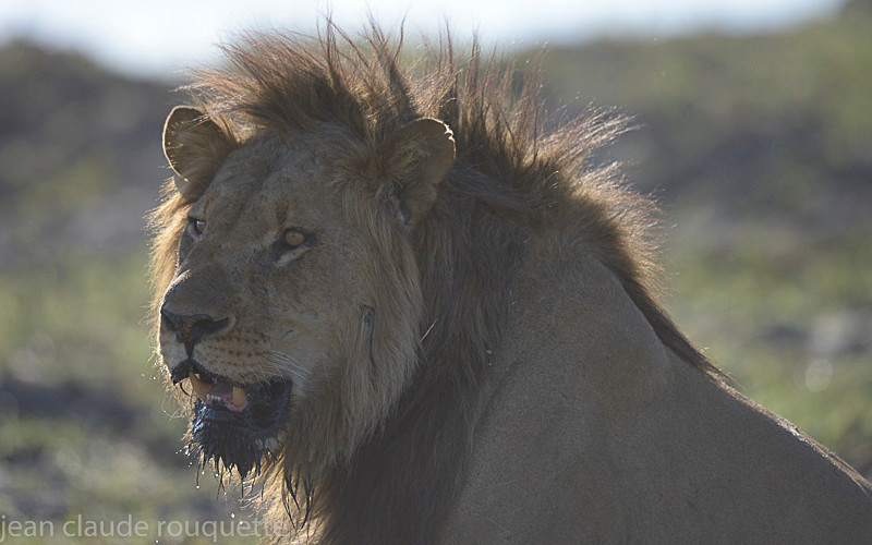  - Kafue N.P. (Zambia2014)