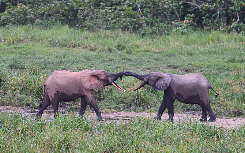  - Ivindo national park (Gabon 2024)
