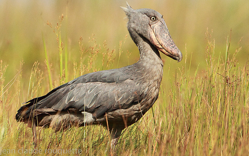 Shoe-bill - Mabamba swamp and M'Buro N.P. (Uganda 2012)