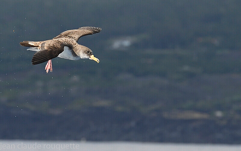 Puffin cendré - Azores (2019)