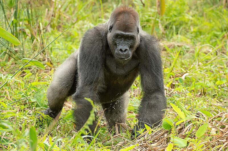 Silver back - Loango national park (Gabon 2024)