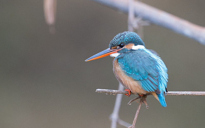 Common Kingfisher - Tadoba national park 2017