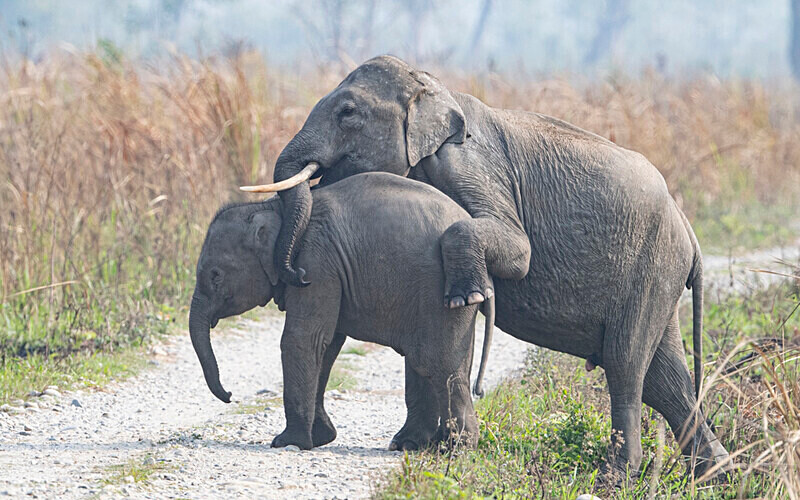 Elephant's crossing - Manas National Park North East India 2025