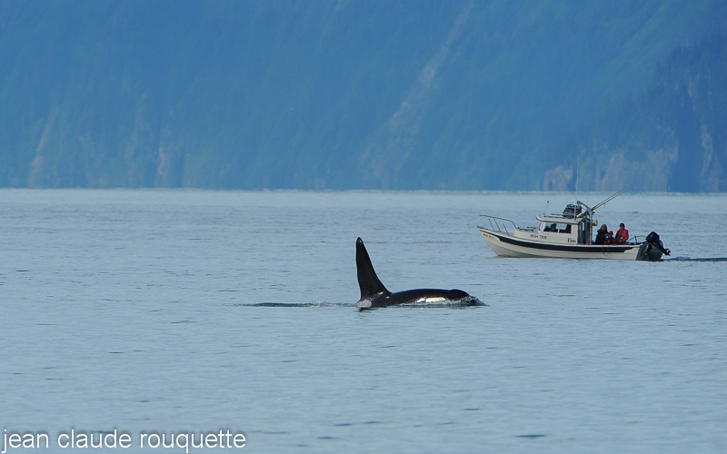 Orca and fishermen - Kenai fjord (Alaska 2010)