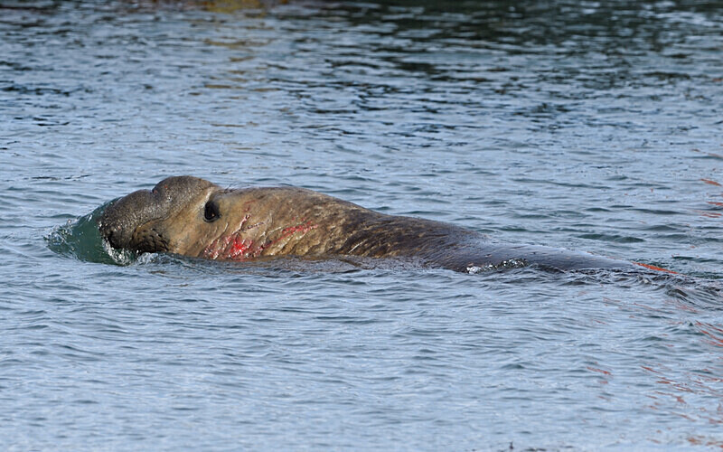 Male Elephant seal after fighting - Ushuaïa Malvinas South Georgia Antartica Peninsula