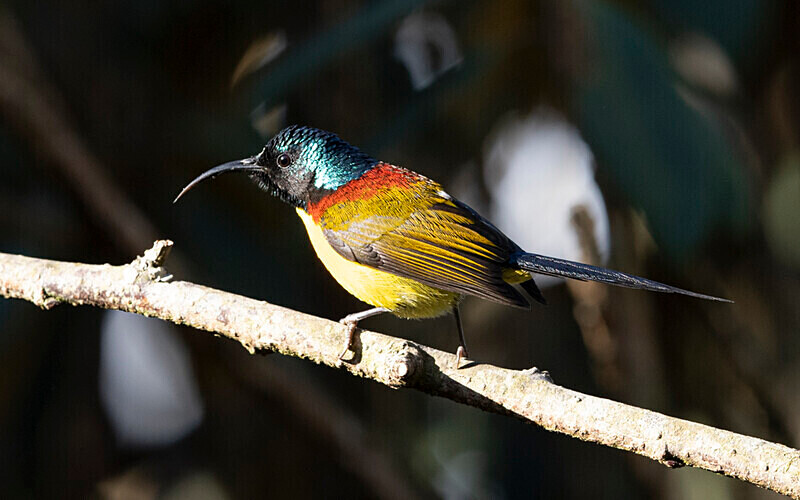 Green-tailed Sunbird - Singalila National Park February 2025 North East India