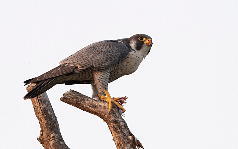 Peregrine Falcon - Sundarban National Park North East India February 2025