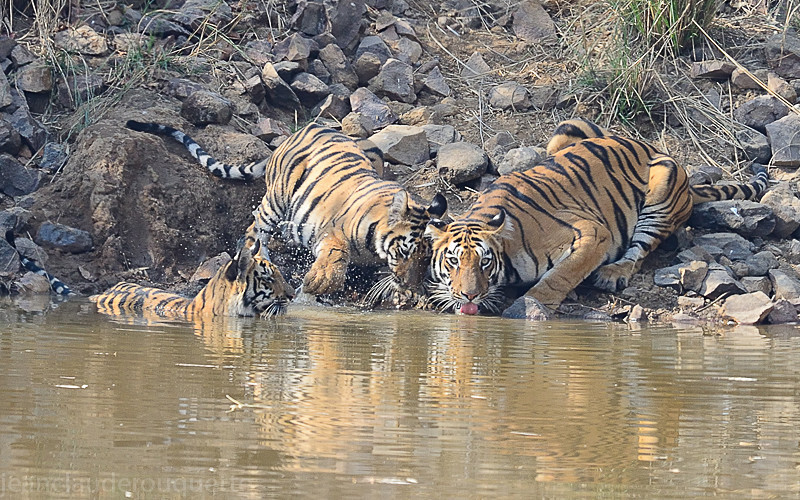  - Tadoba national park (India 2016)